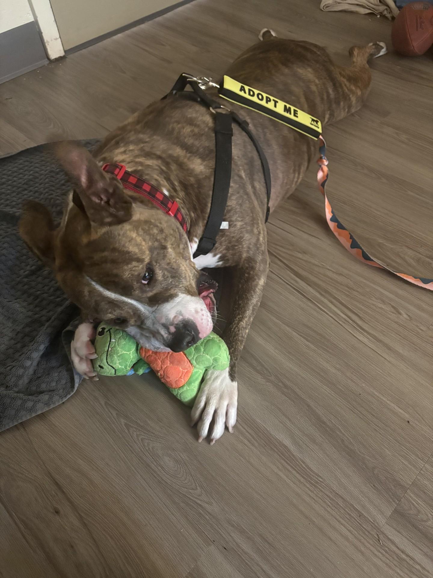 Enlarge Bronx, a ADOPTABLE Pit Bull Terrier in Ashland, VA image 5/5