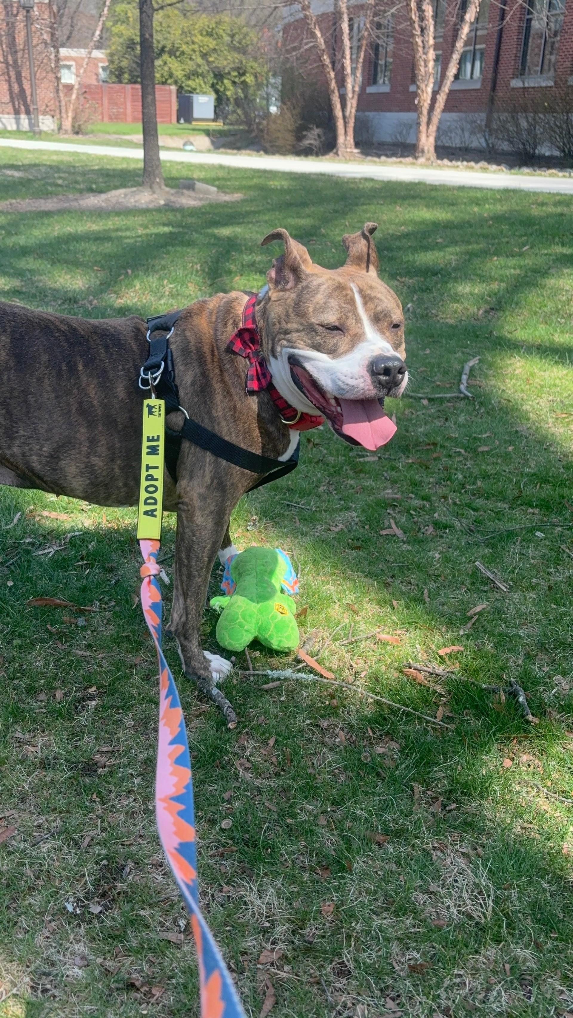 Enlarge Bronx, a ADOPTABLE Pit Bull Terrier in Ashland, VA image 1/5