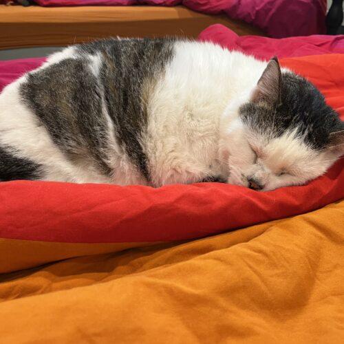 Peppi, Adoptable, Senior Male Domestic Short Hair.