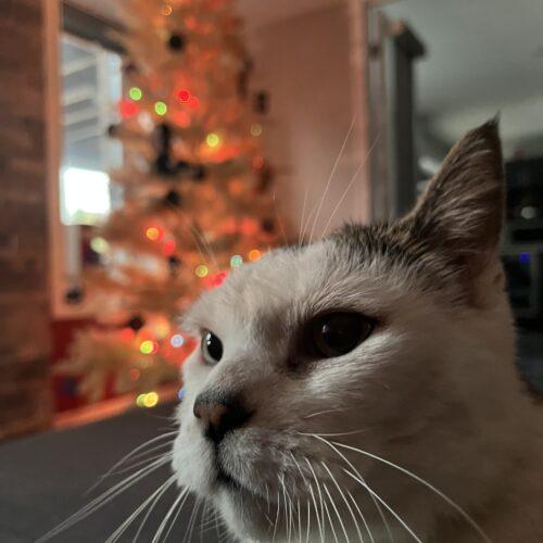 Enlarge Peppi, a Adoptable Domestic Short Hair in Toronto, ON image 2/5