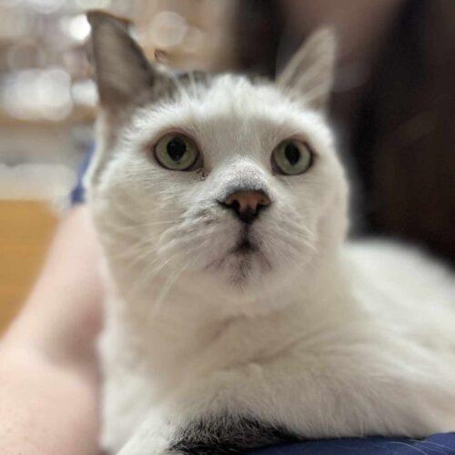 Enlarge Peppi, a Adoptable Domestic Short Hair in Toronto, ON image 3/5