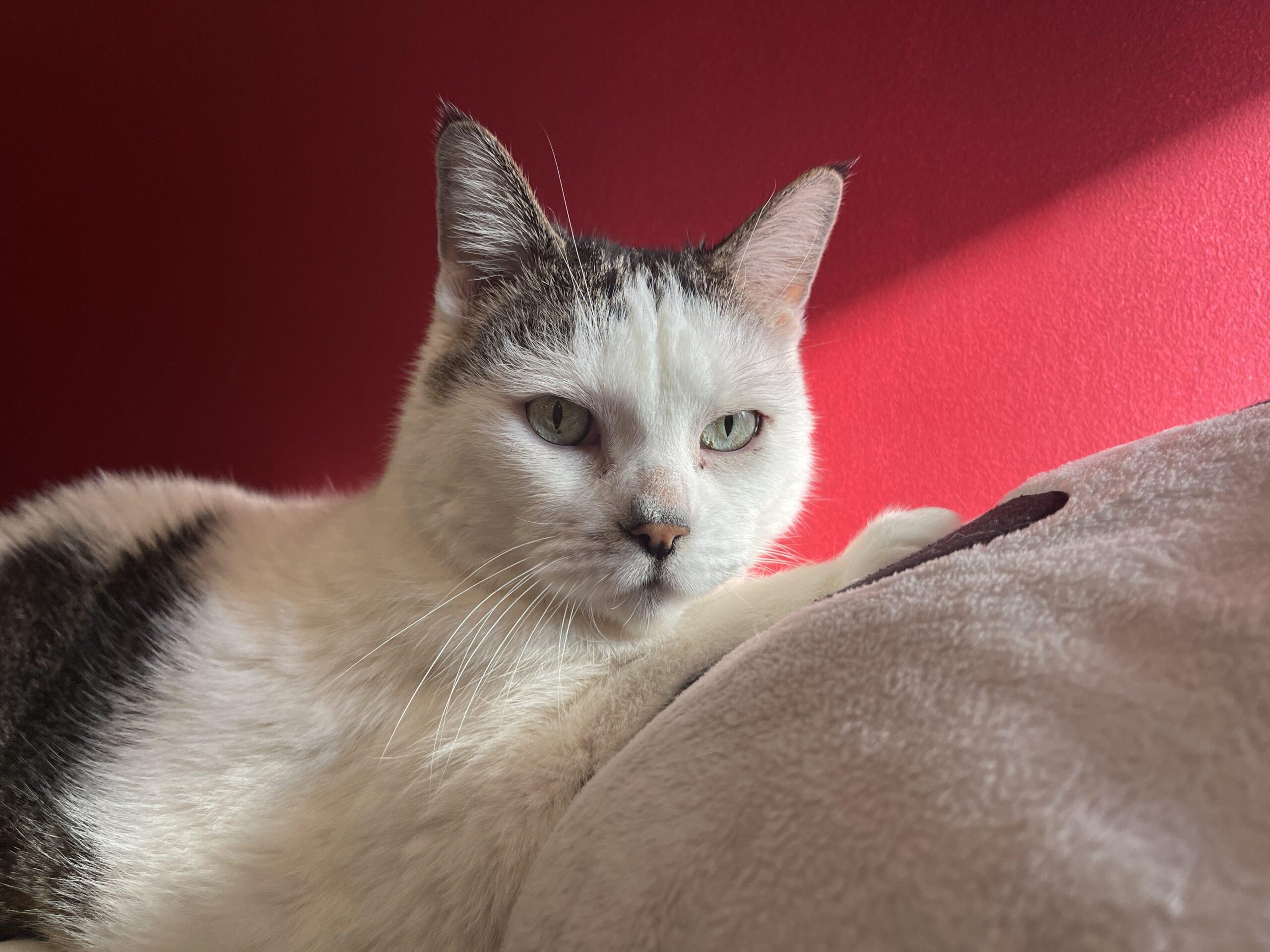 Enlarge Peppi, a Adoptable Domestic Short Hair in Toronto, ON image 4/6