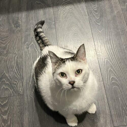 Enlarge Peppi, a Adoptable Domestic Short Hair in Toronto, ON image 4/5