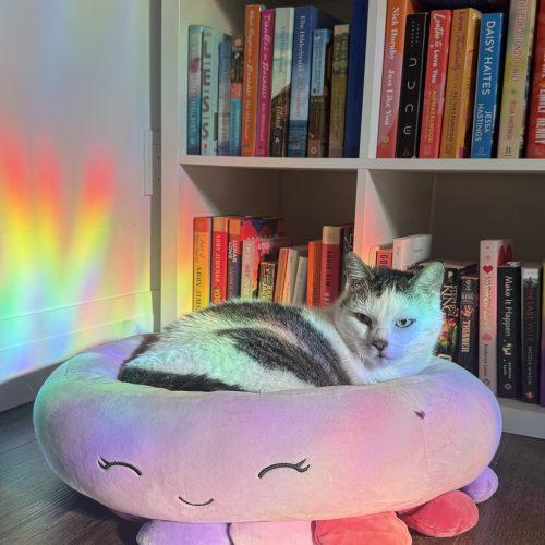 Enlarge Peppi, a Adoptable Domestic Short Hair in Toronto, ON image 2/6