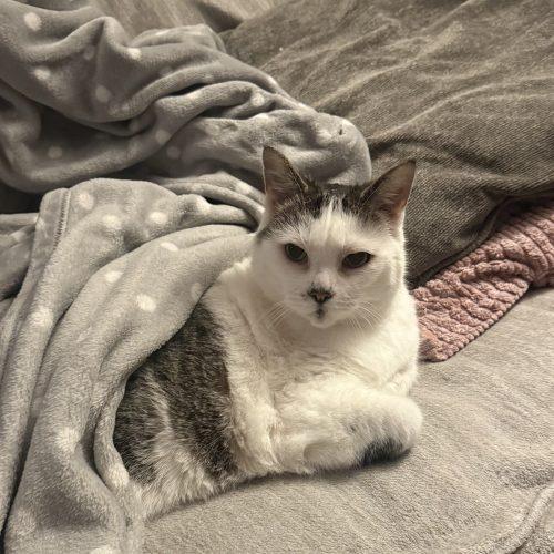 Enlarge Peppi, a Adoptable Domestic Short Hair in Toronto, ON image 3/6