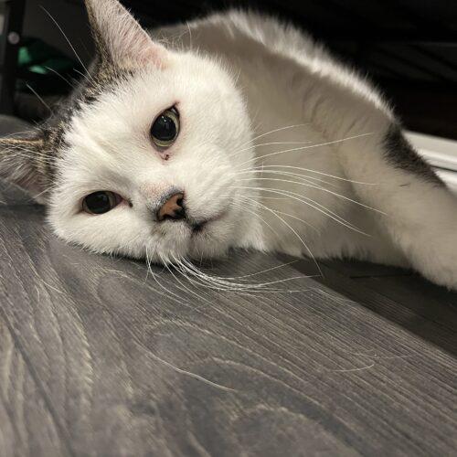 Enlarge Peppi, a Adoptable Domestic Short Hair in Toronto, ON image 5/5