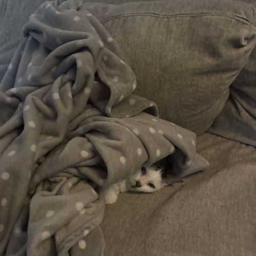 Enlarge Peppi, a Adoptable Domestic Short Hair in Toronto, ON image 5/6