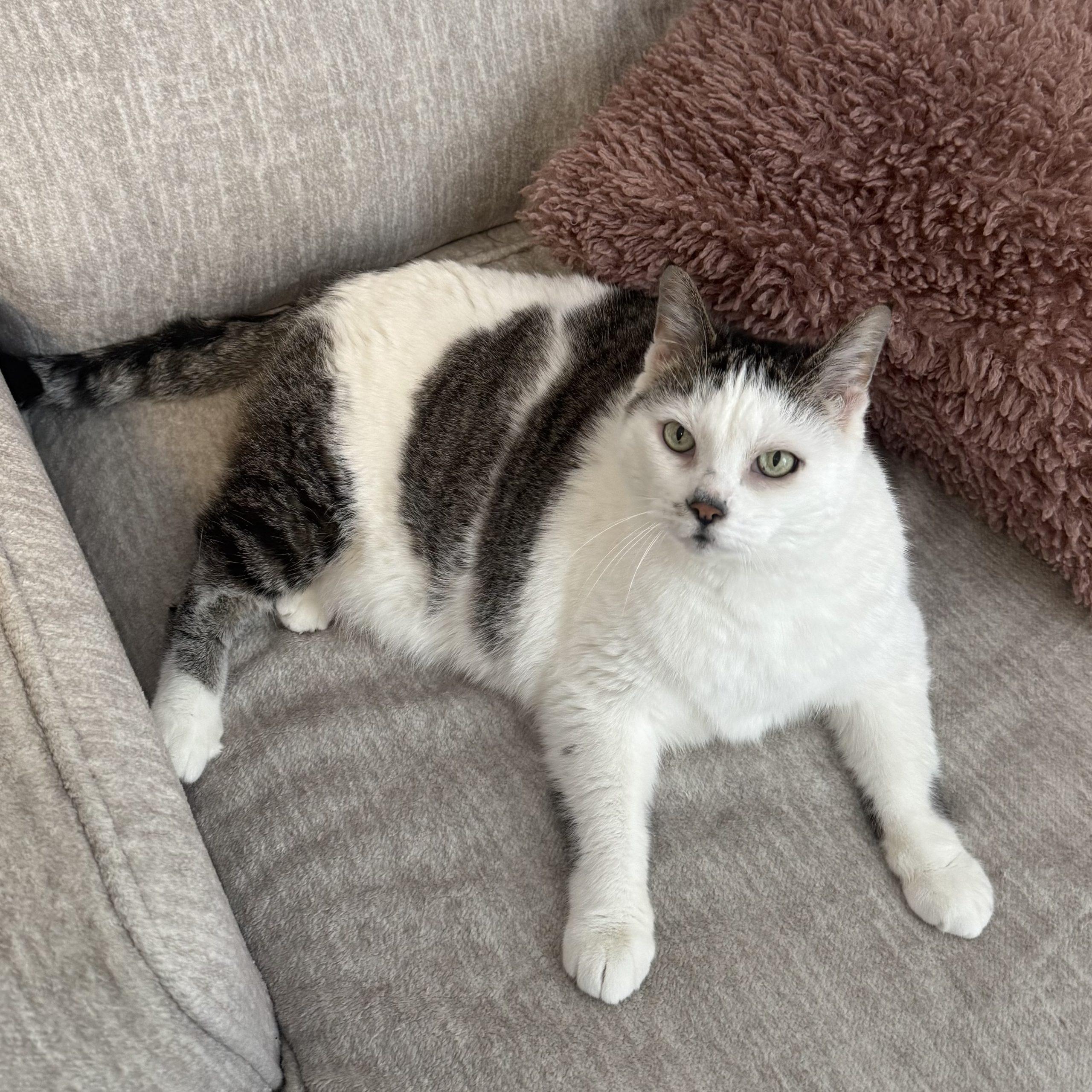 Enlarge Peppi, a Adoptable Domestic Short Hair in Toronto, ON image 6/6
