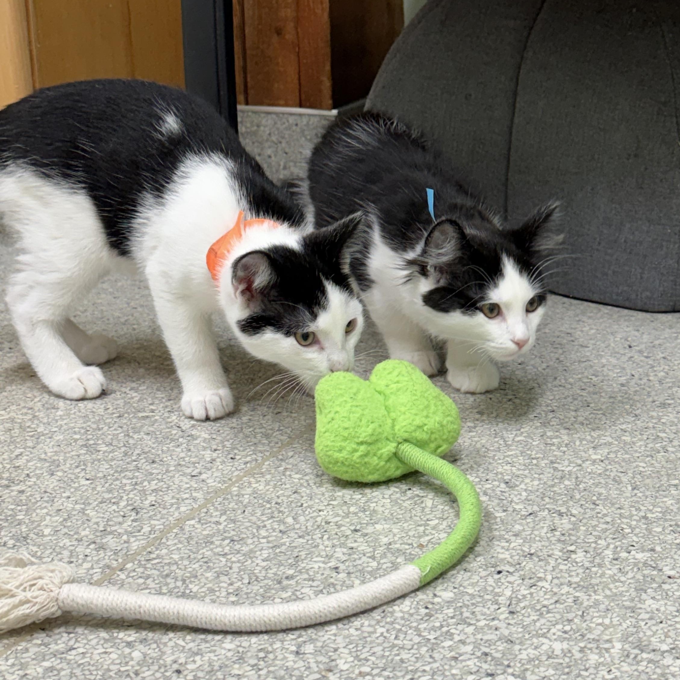 Pongo, an adopted Domestic Long Hair in Kent, WA image 1/3