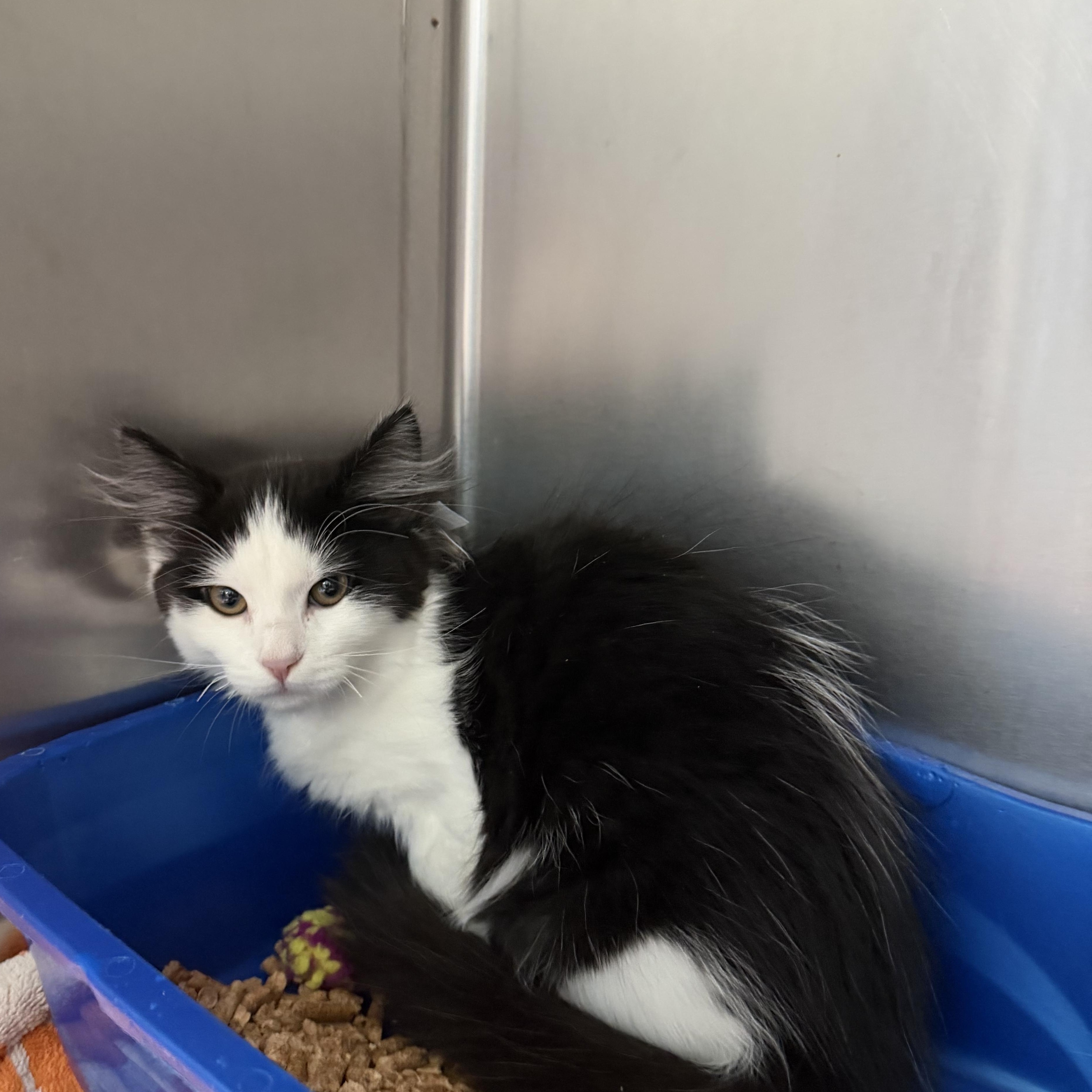 Pongo, an adopted Domestic Long Hair in Kent, WA image 3/3