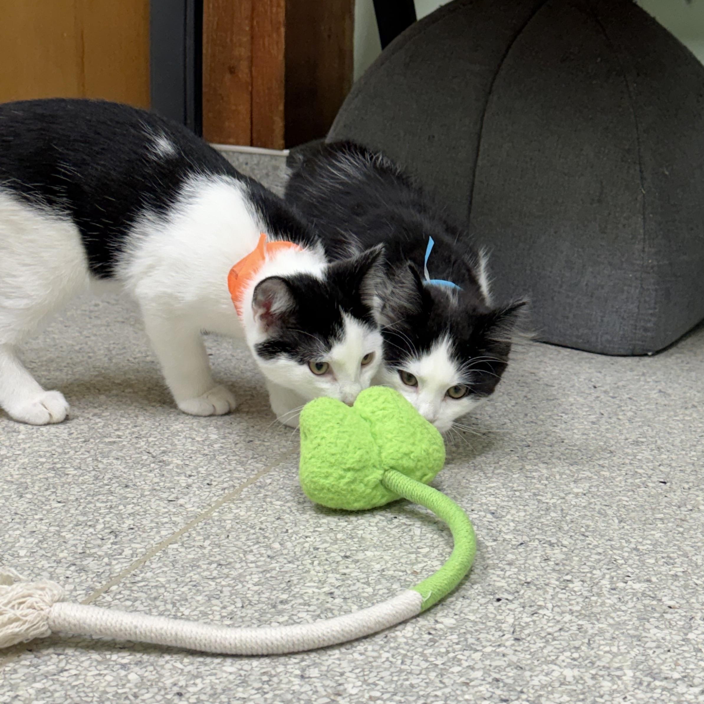 Pongo, an adopted Domestic Long Hair in Kent, WA image 2/3