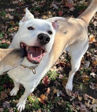 Byron, Adoptable, Adult Male Labrador Retriever & Husky.