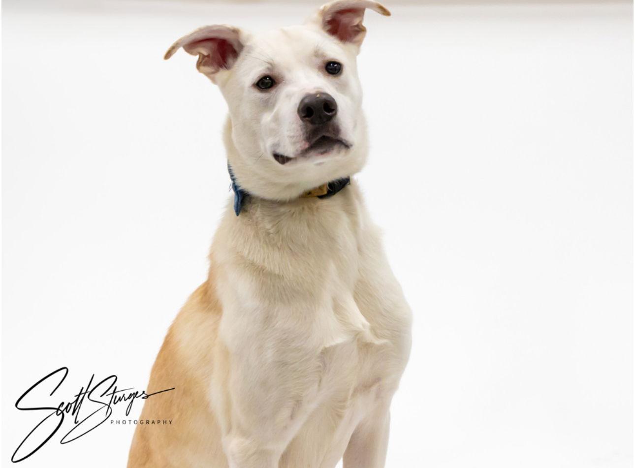 Enlarge Byron, a Adoptable mixed breed in Brooklyn Center, MN image 2/3