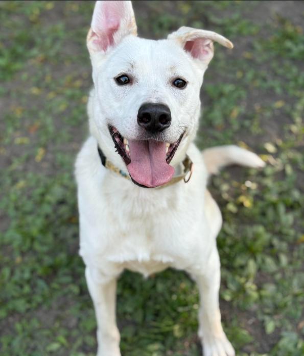 Enlarge Byron, a Adoptable mixed breed in Brooklyn Center, MN image 2/3