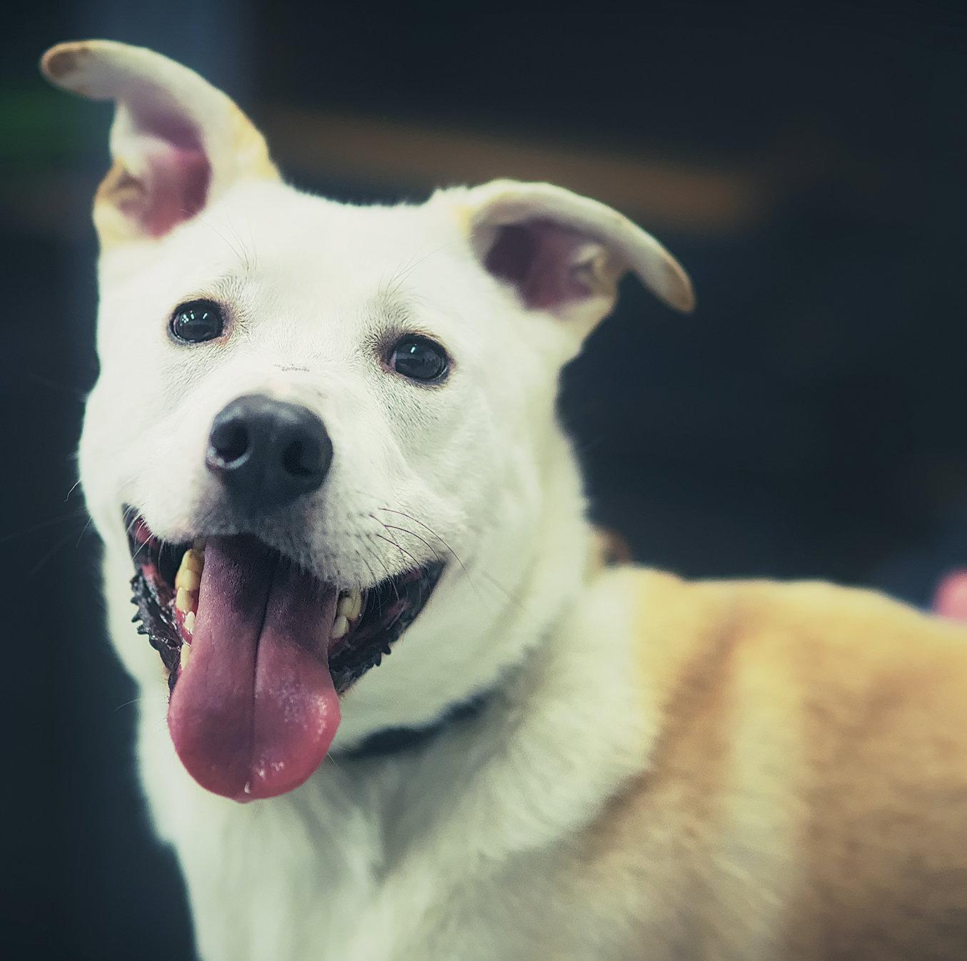 Enlarge Byron, a Adoptable mixed breed in Brooklyn Center, MN image 3/3