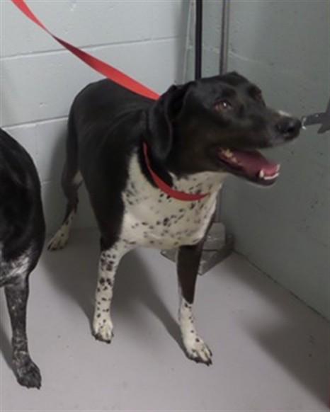 DOLLY, Adoptable, Adult Female Australian Shepherd & Labrador Retriever.