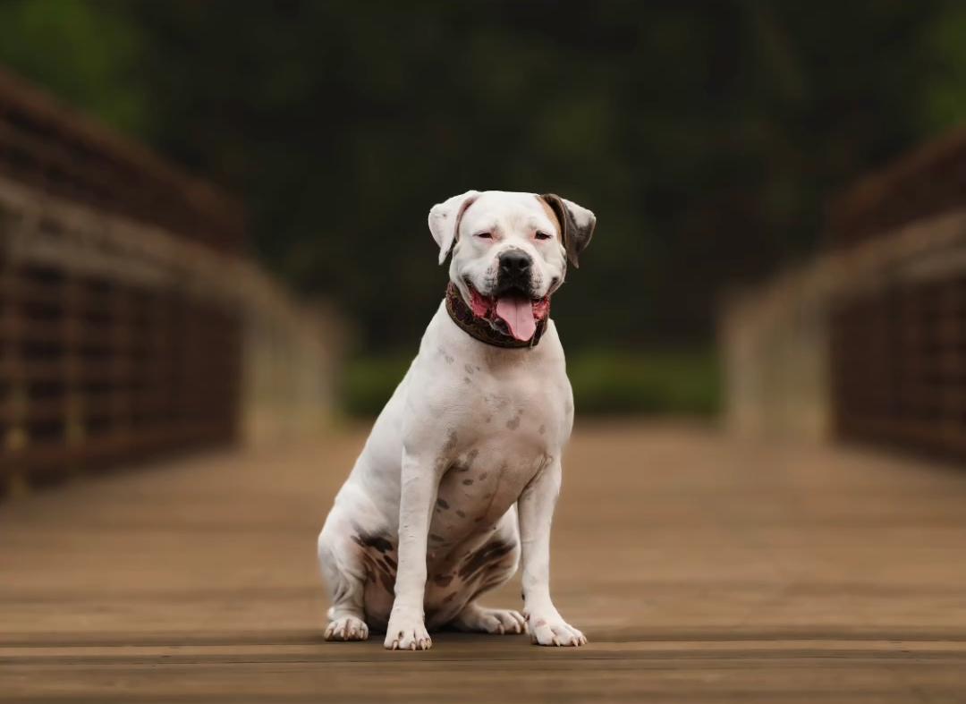 Fizzle, a Adoptable mixed breed in Sumter, SC image 2/4