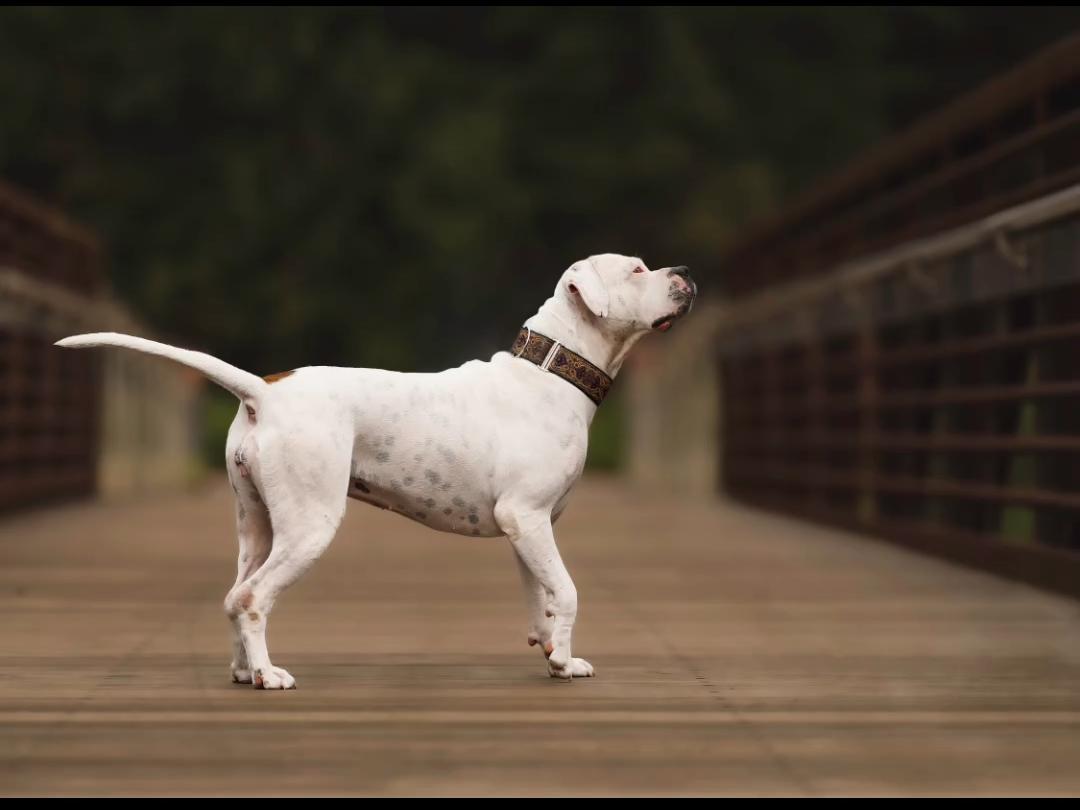 Fizzle, a Adoptable mixed breed in Sumter, SC image 4/4