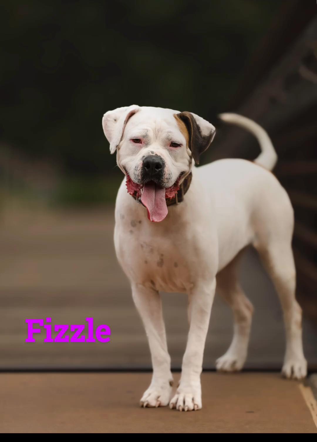 Fizzle, a Adoptable mixed breed in Sumter, SC image 1/4