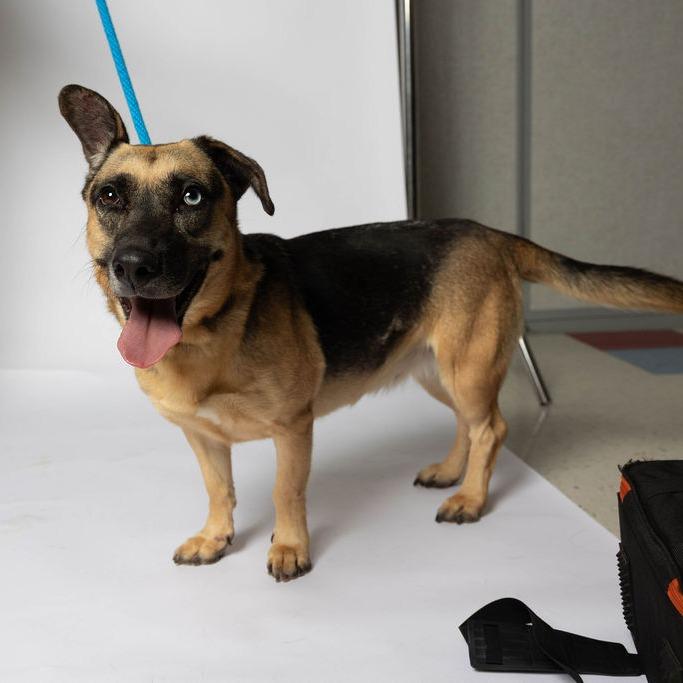 Charmin, Adoptable, Adult Female German Shepherd Dog & Black Mouth Cur.