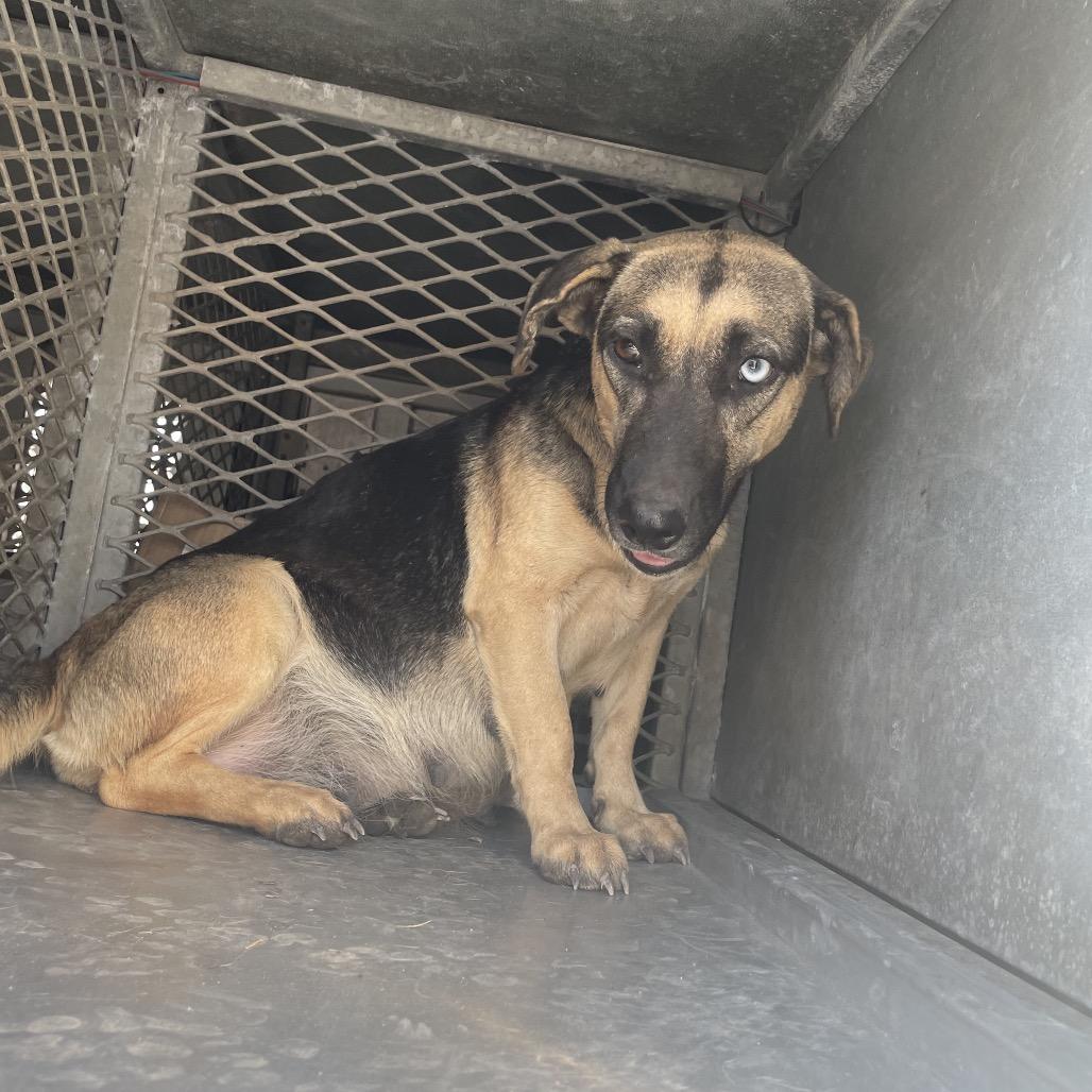 Enlarge Charmin, a Adoptable mixed breed in Edinburg, TX image 2/6