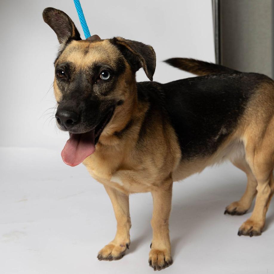 Enlarge Charmin, a Adoptable mixed breed in Edinburg, TX image 4/6