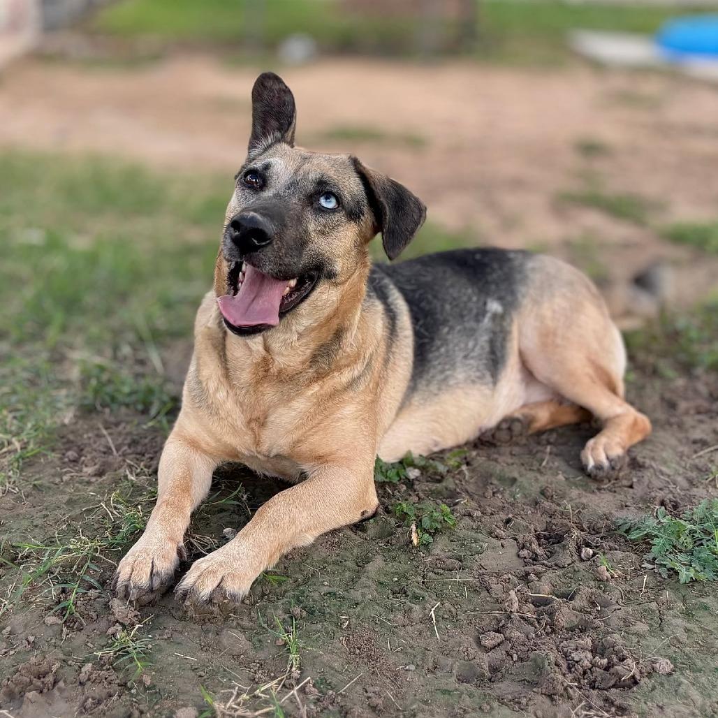 Enlarge Charmin, a Adoptable mixed breed in Edinburg, TX image 5/6