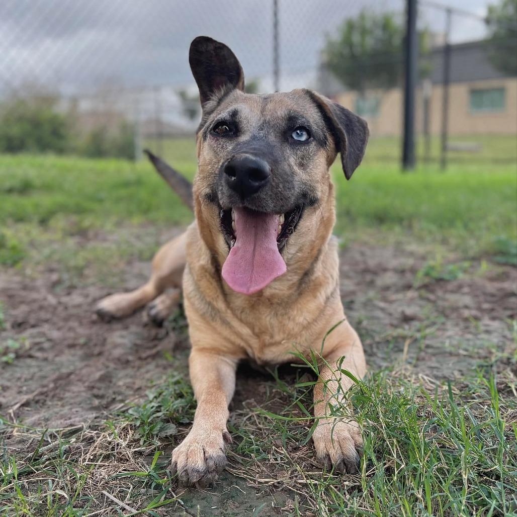 Enlarge Charmin, a Adoptable mixed breed in Edinburg, TX image 6/6