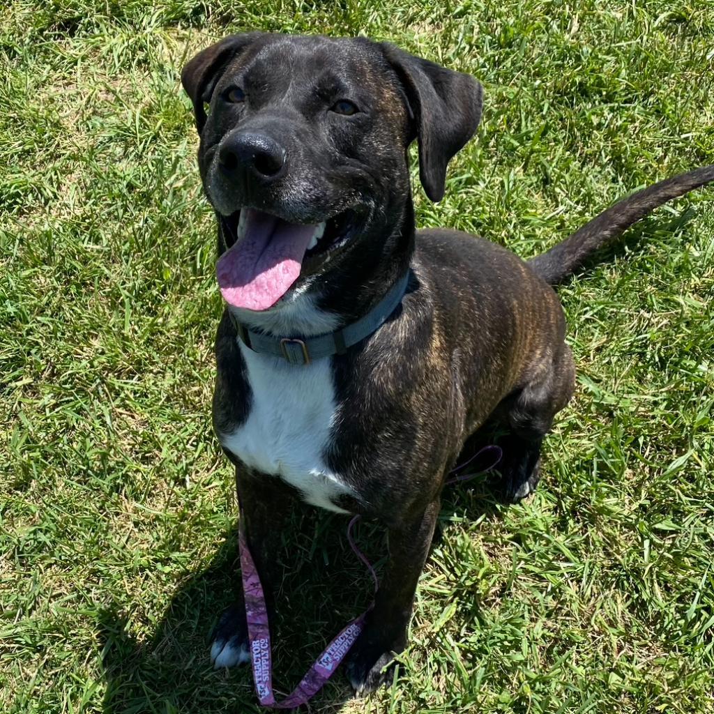 Enlarge Jody, a Adoptable mixed breed in Uniontown, PA image 1/6