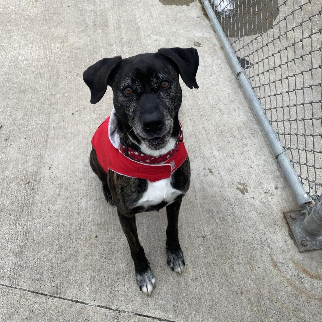 Enlarge Jody, a Adoptable mixed breed in Uniontown, PA image 2/6