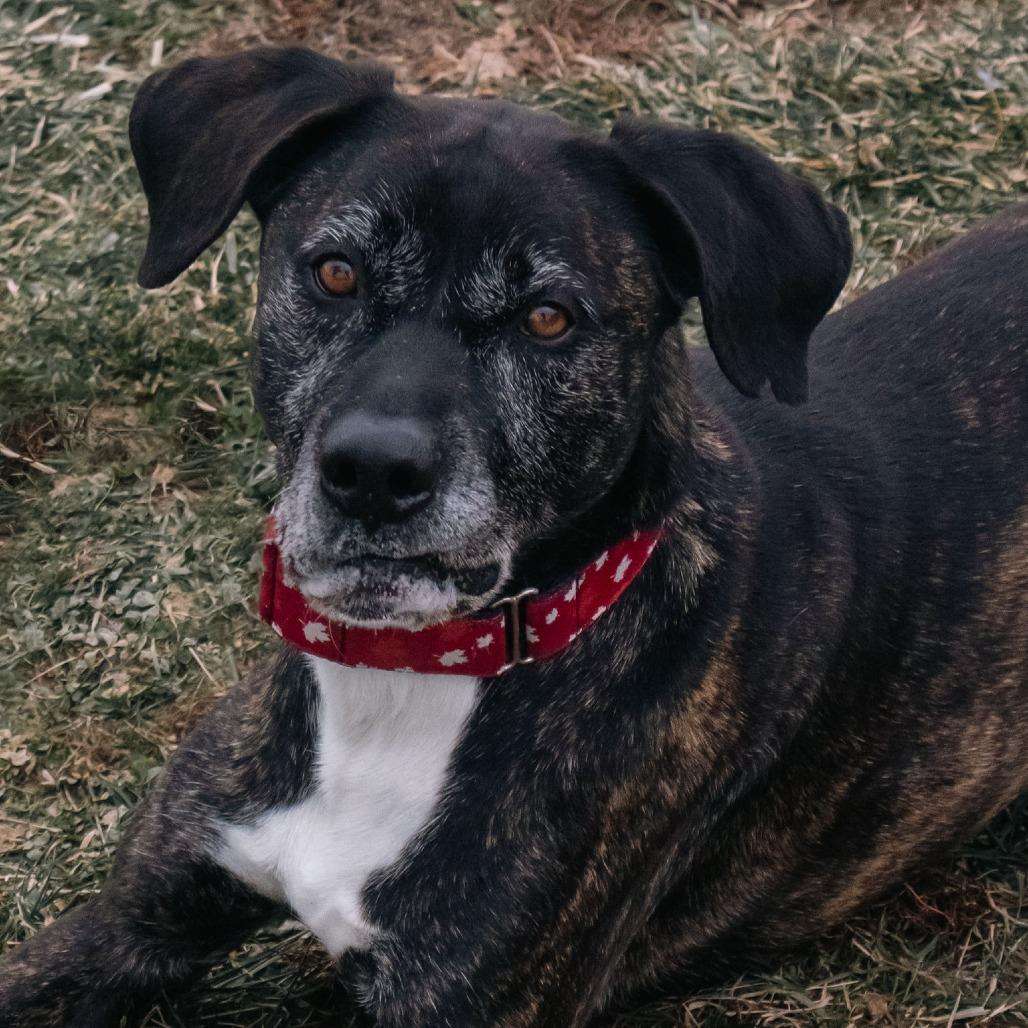 Enlarge Jody, a Adoptable mixed breed in Uniontown, PA image 2/6