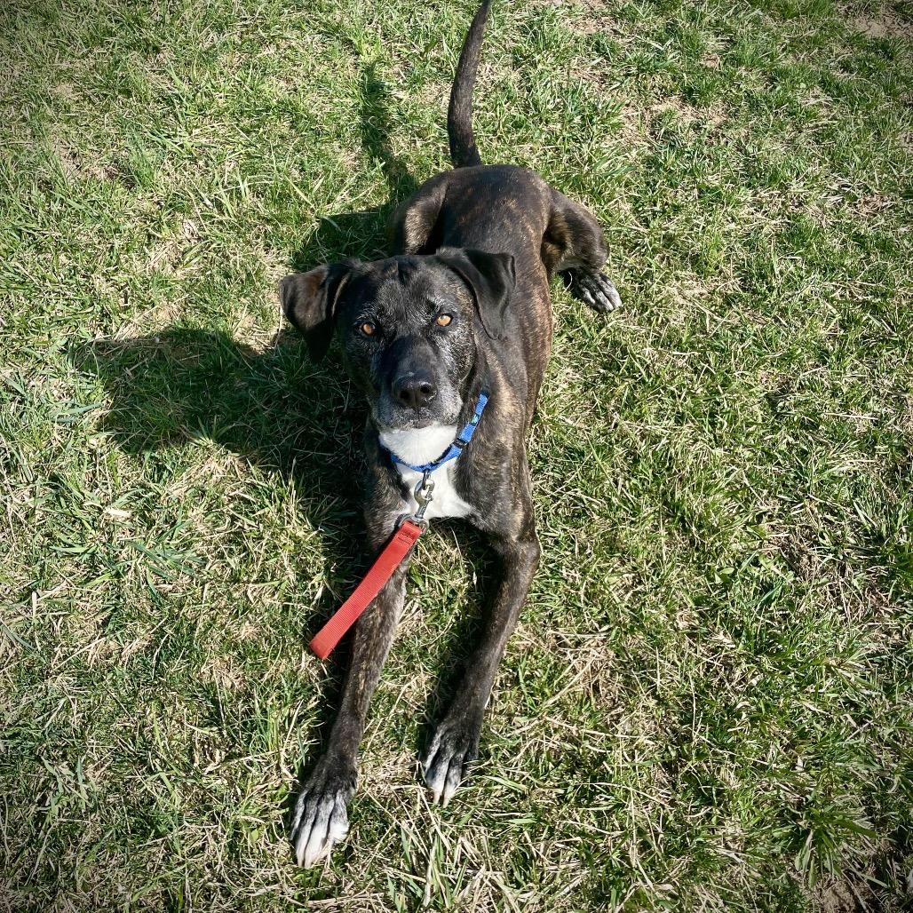 Enlarge Jody, a Adoptable mixed breed in Uniontown, PA image 3/6