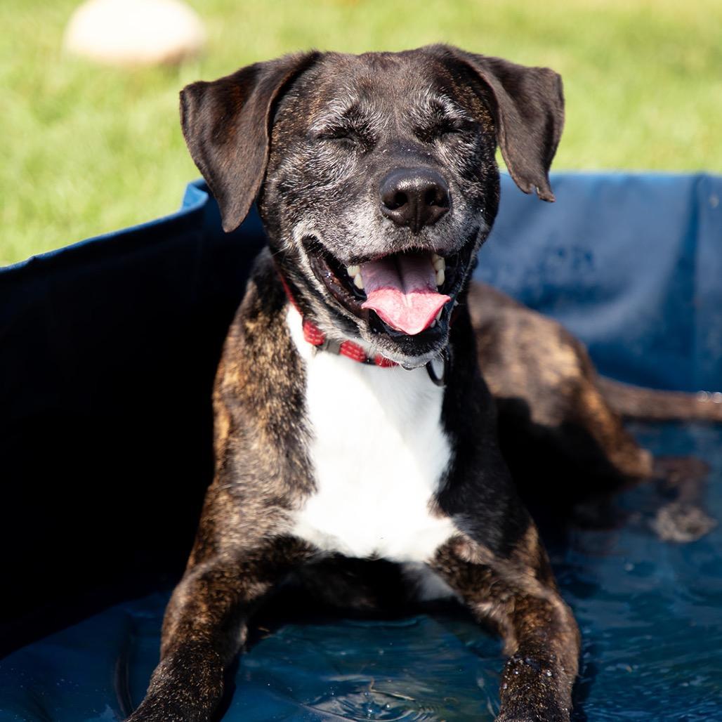 Enlarge Jody, a Adoptable mixed breed in Uniontown, PA image 4/6