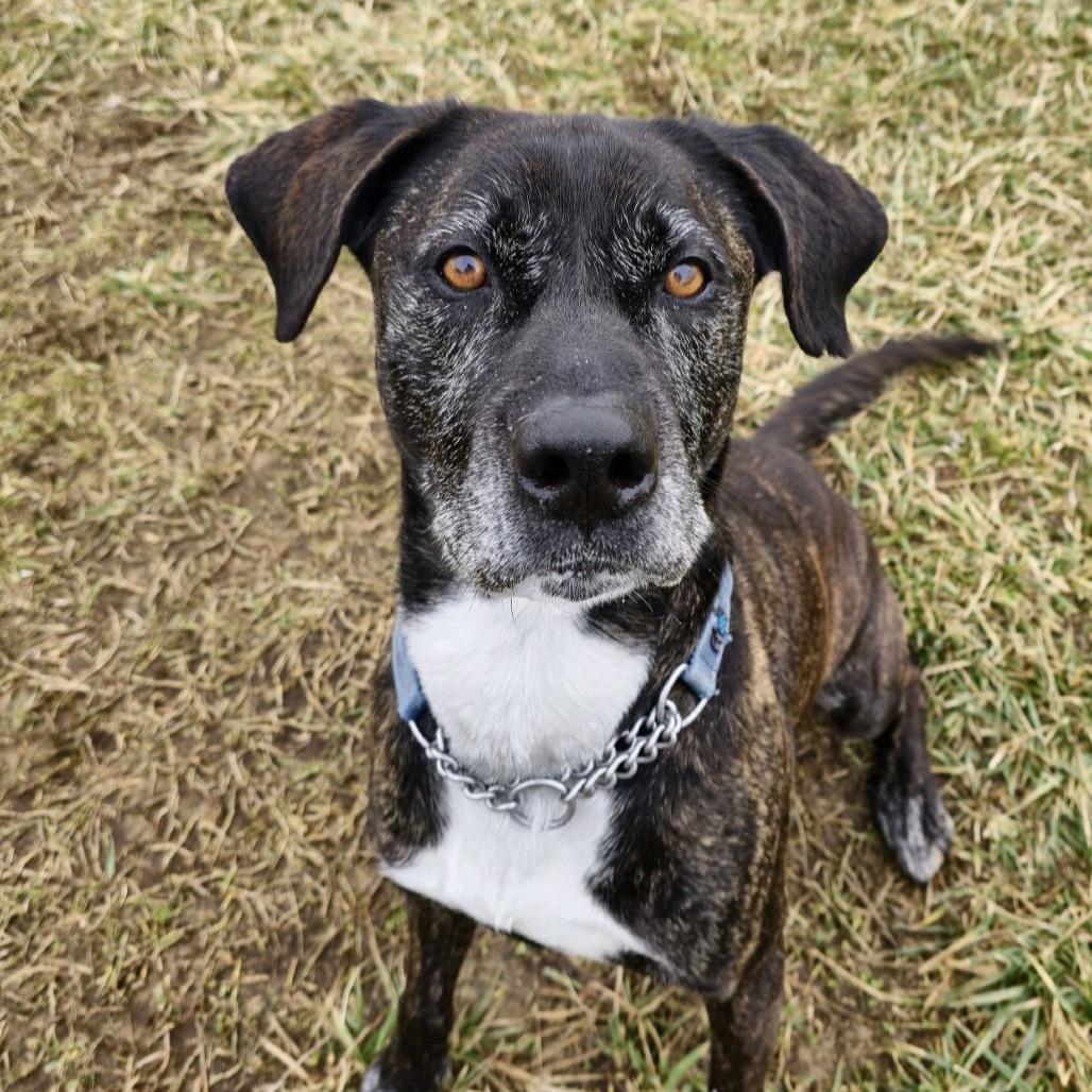 Enlarge Jody, a Adoptable mixed breed in Uniontown, PA image 5/6