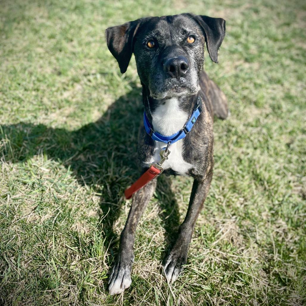 Enlarge Jody, a Adoptable mixed breed in Uniontown, PA image 6/6