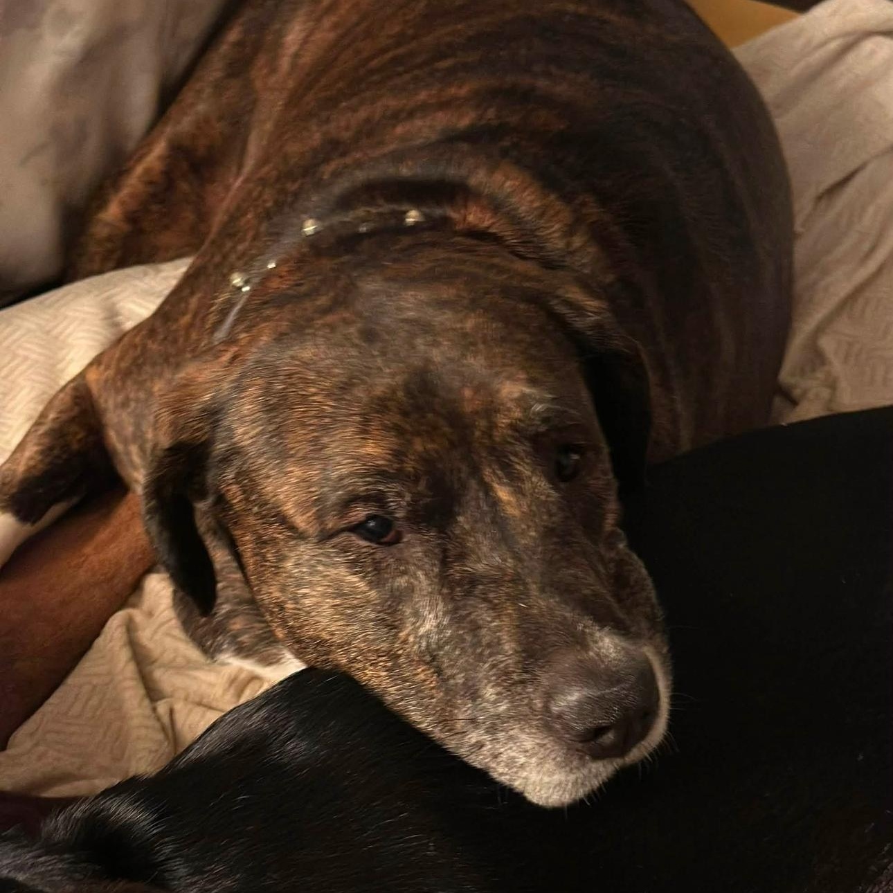 Enlarge 2160 Jillian, a Adoptable mixed breed in Springfield, MO image 3/4
