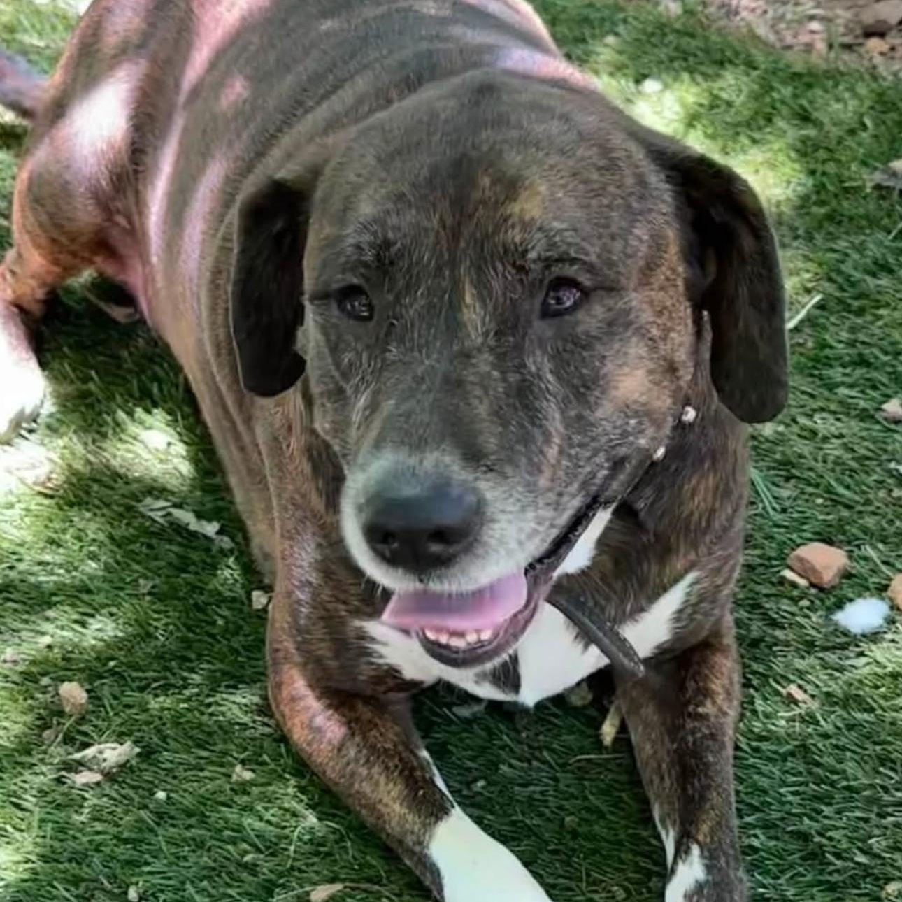 2160 Jillian, Adoptable, Adult Female Terrier.