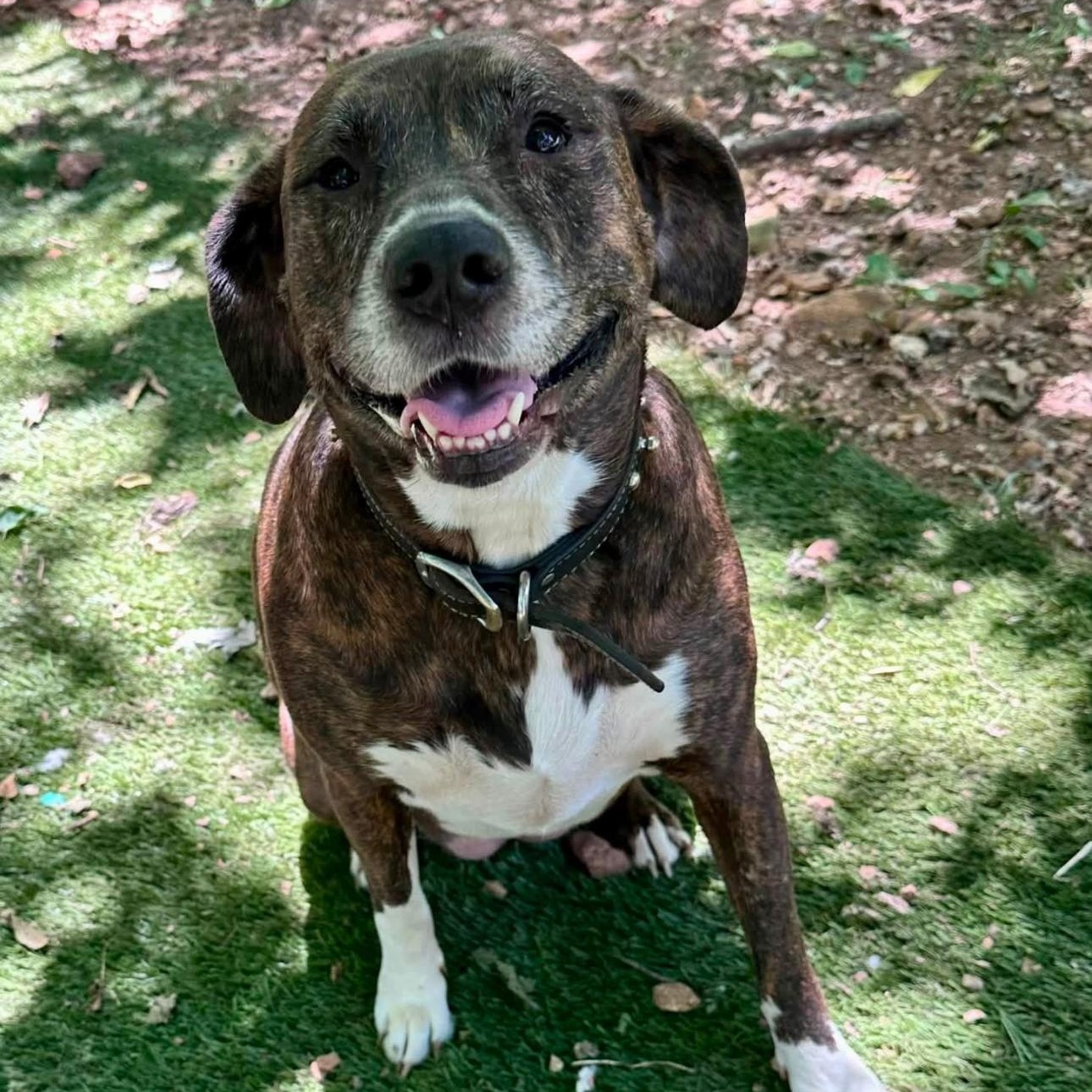 Enlarge 2160 Jillian, a Adoptable mixed breed in Springfield, MO image 4/4