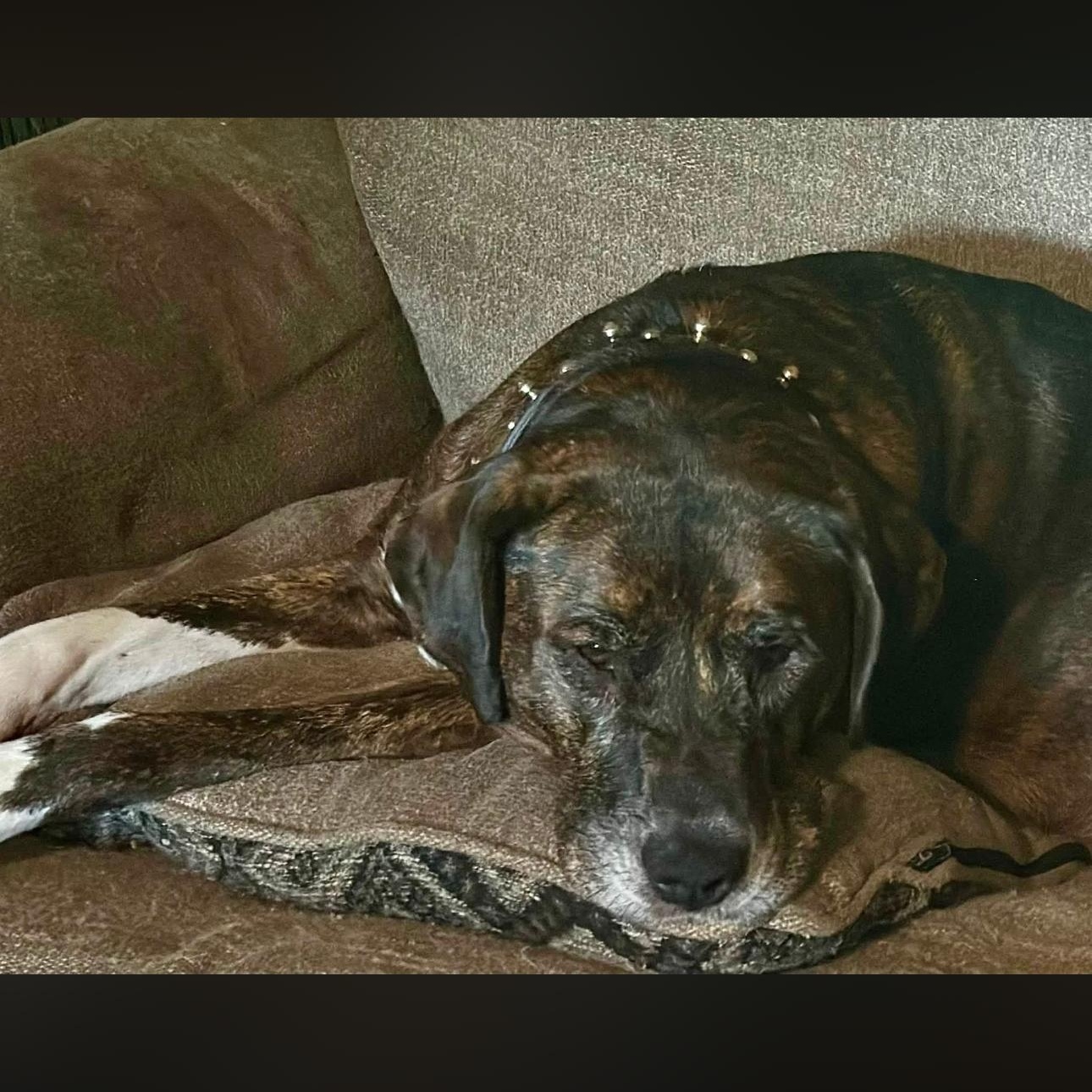 Enlarge 2160 Jillian, a Adoptable mixed breed in Springfield, MO image 2/4
