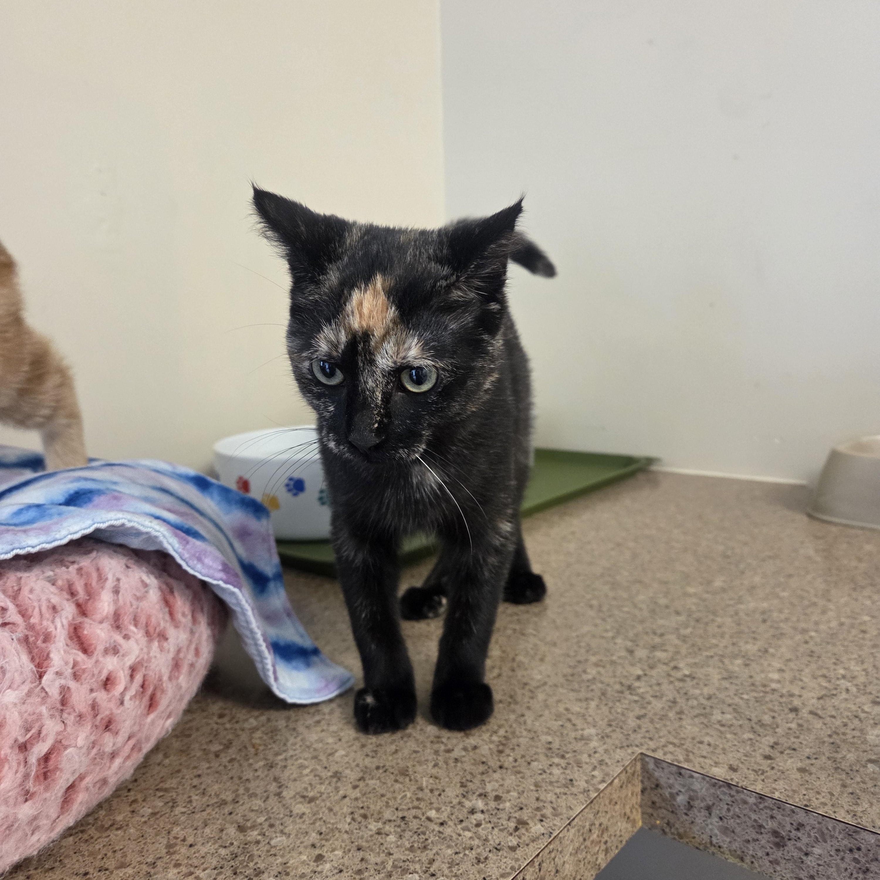 Enlarge Hazel, an adopted Tortoiseshell in West Branch, MI image 1/1