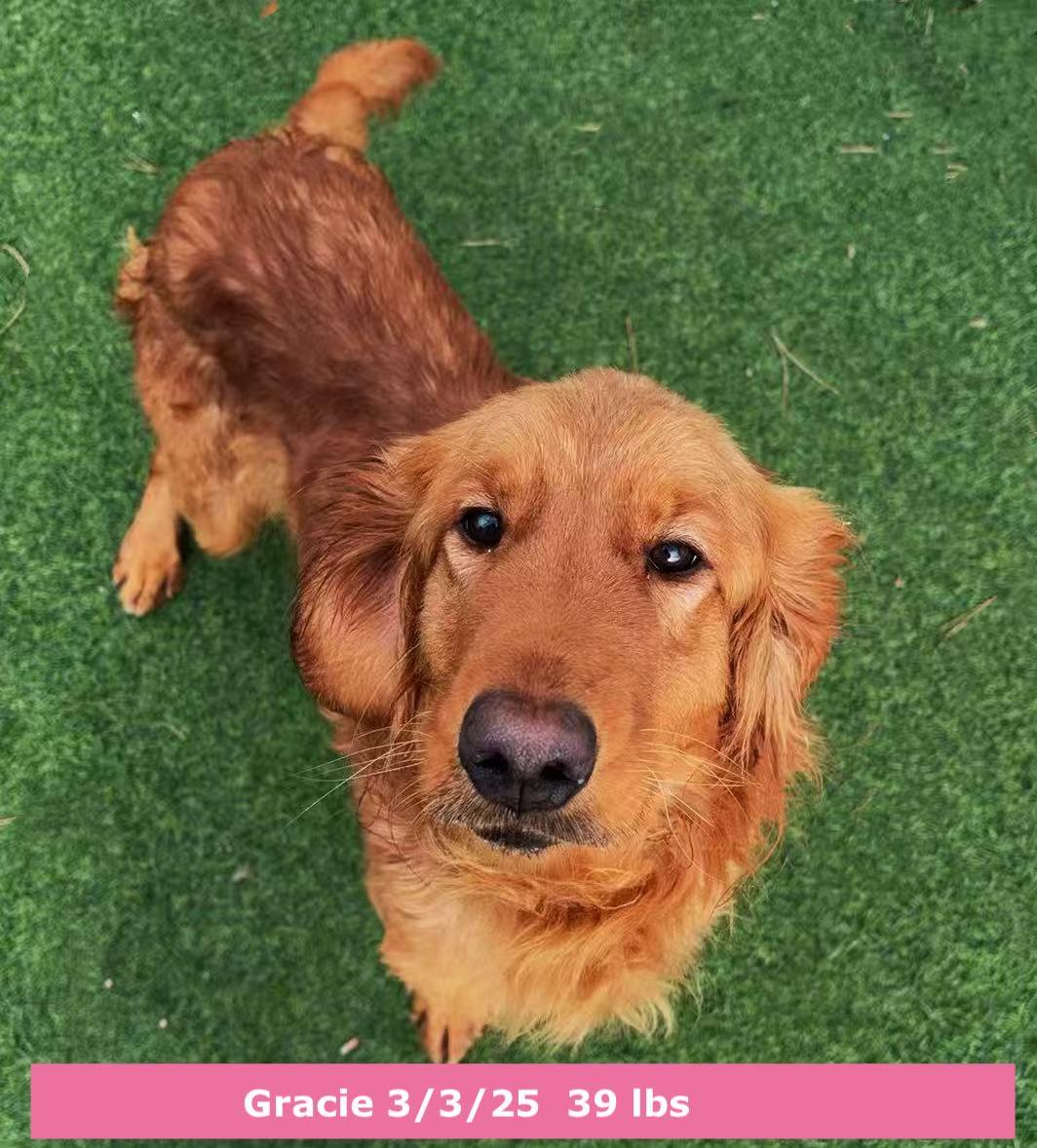 Enlarge Gracie, a ADOPTABLE Golden Retriever in West Hollywood, CA image 1/5