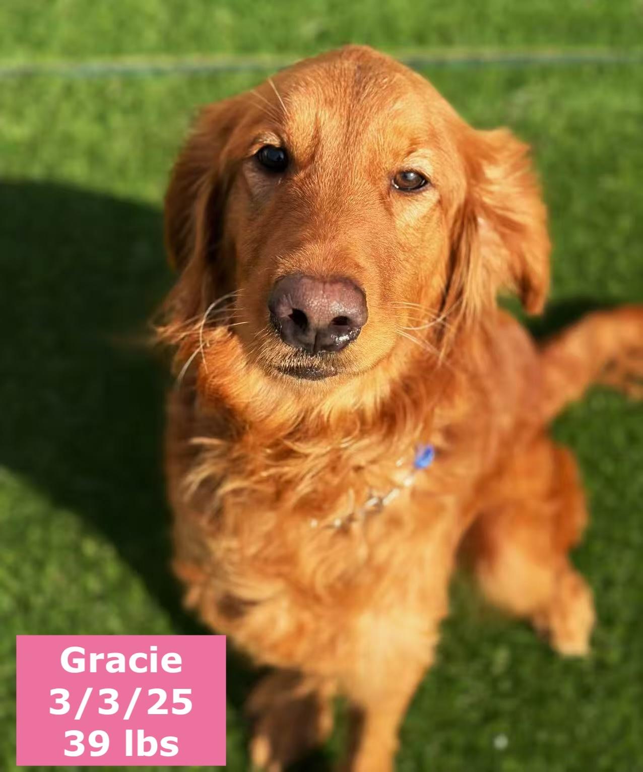 Enlarge Gracie, a ADOPTABLE Golden Retriever in West Hollywood, CA image 2/5