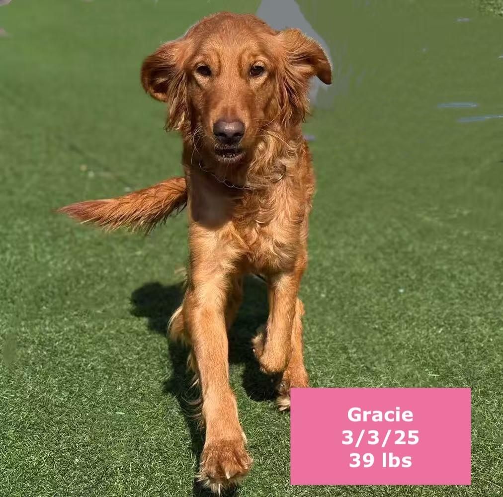 Enlarge Gracie, a ADOPTABLE Golden Retriever in West Hollywood, CA image 3/5