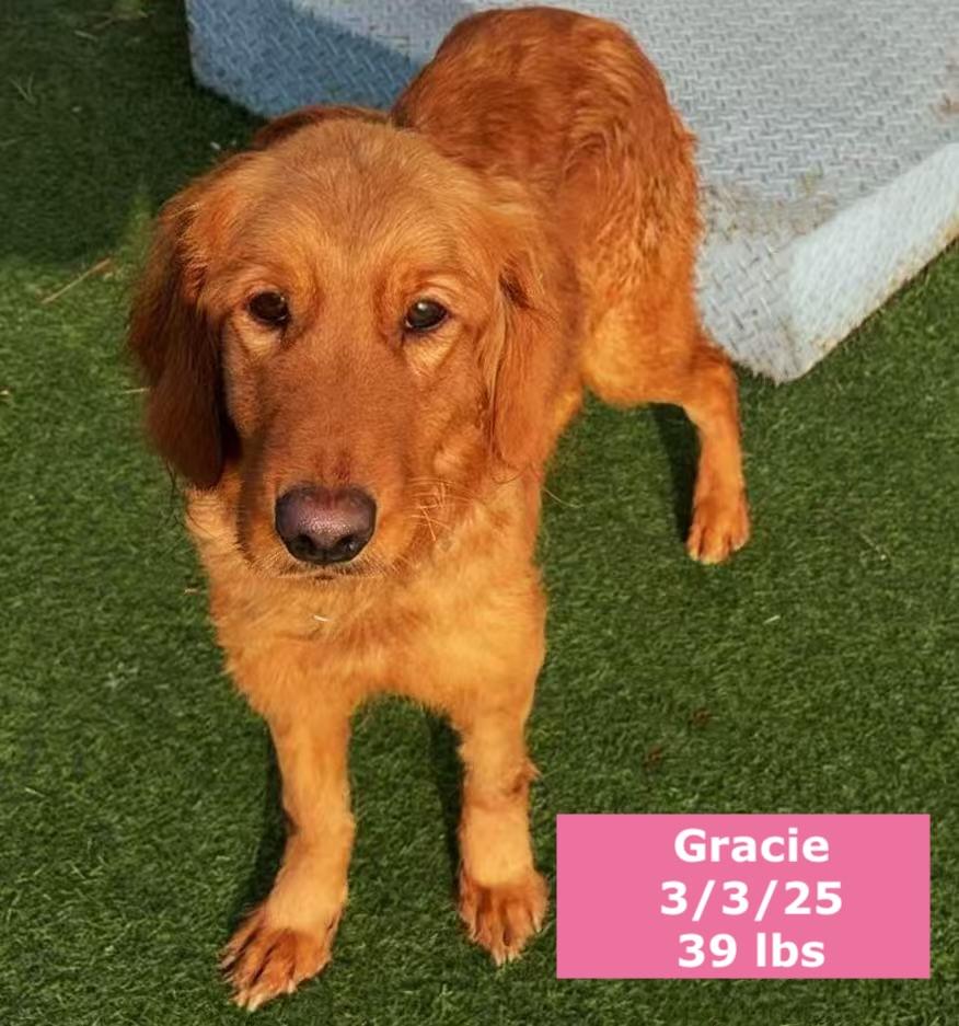 Enlarge Gracie, a ADOPTABLE Golden Retriever in West Hollywood, CA image 4/5