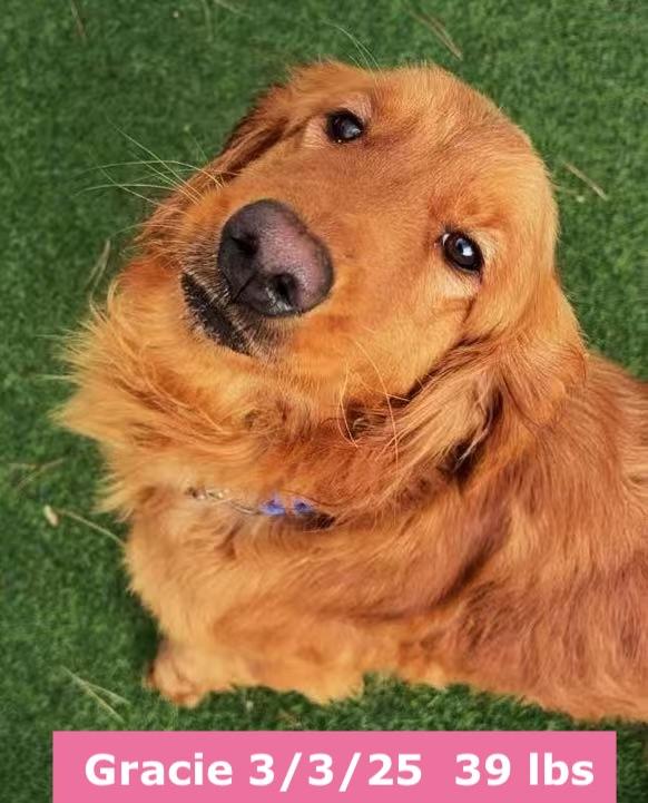 Enlarge Gracie, a ADOPTABLE Golden Retriever in West Hollywood, CA image 5/5