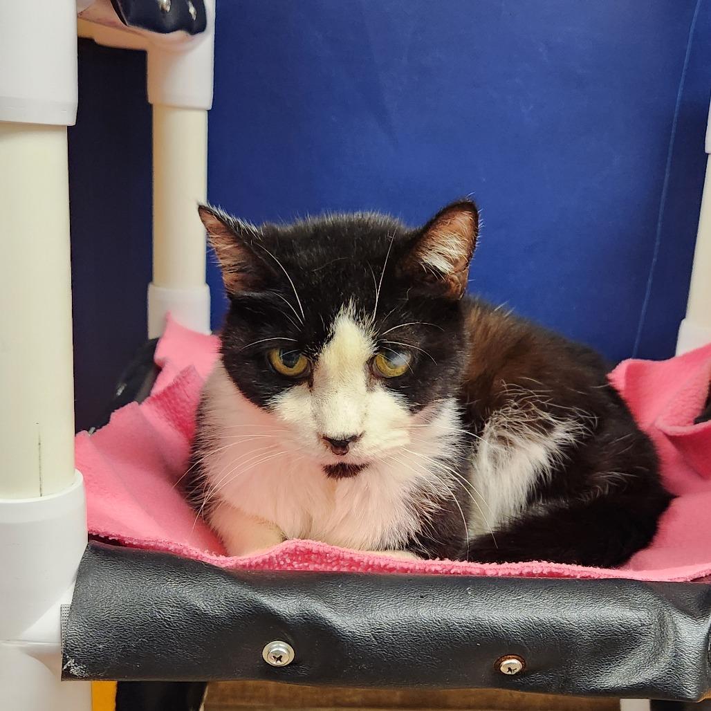 Andy, Adoptable, Senior Male Domestic Short Hair.