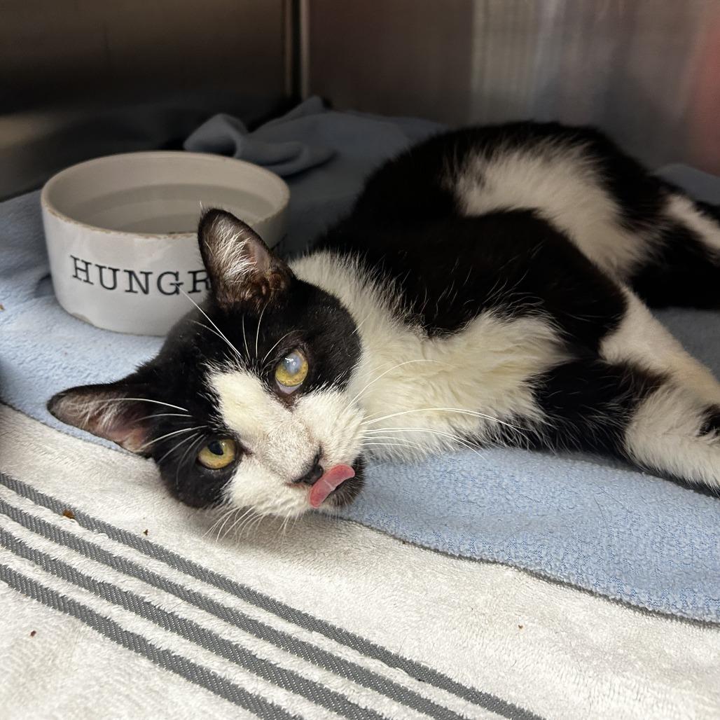 Enlarge Andy, a Adoptable Domestic Short Hair in Delaware, OH image 2/3