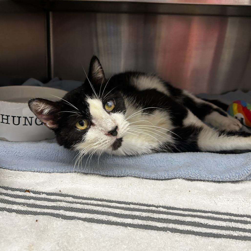 Enlarge Andy, a Adoptable Domestic Short Hair in Delaware, OH image 3/3