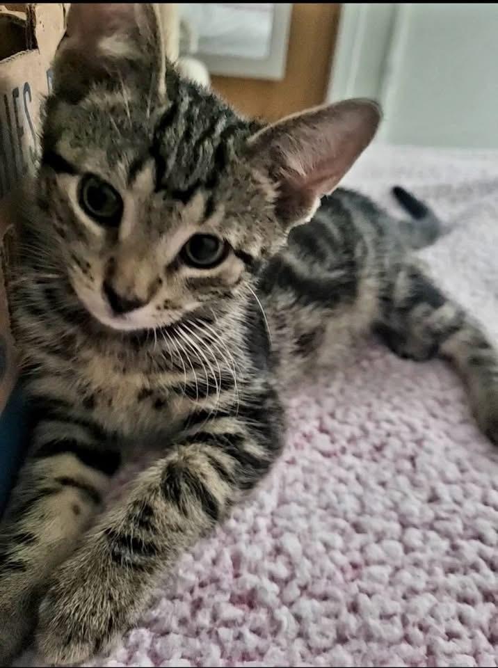 Enlarge Tonka, a Adoptable mixed breed in levittown, NY image 1/6