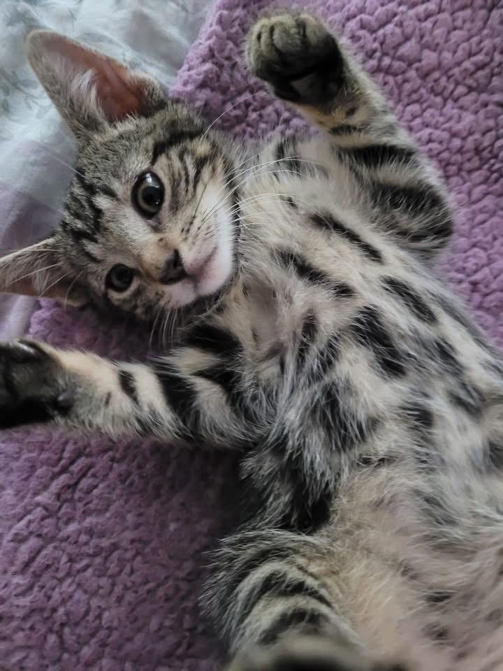 Enlarge Tonka, a Adoptable mixed breed in levittown, NY image 4/6